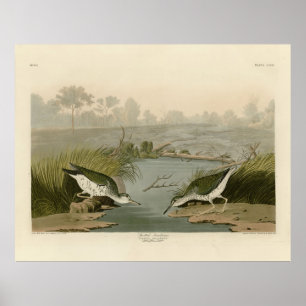 Spotted Sandpiper from Audubon's Birds of America Poster