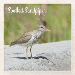 Spotted Sandpiper Glass Coaster