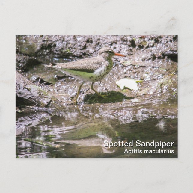 Spotted Sandpiper Postcard (Front)