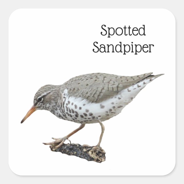 Spotted Sandpiper Square Sticker (Front)