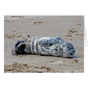 Spotted Sea Lion Pup