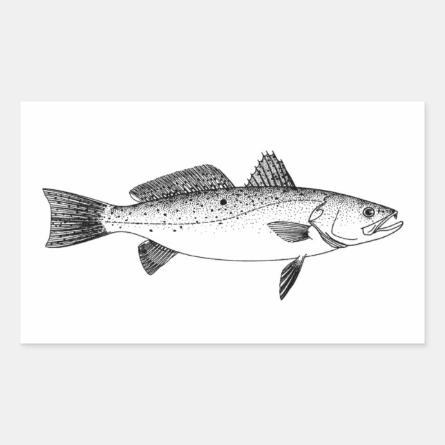 Spotted Seatrout - Speckled Trout Vintage Line Art Sticker (Front)