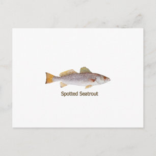 Spotted Seatrout (titled) Postcard