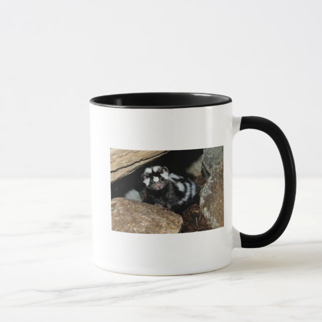 spotted skunk MUG (Right)