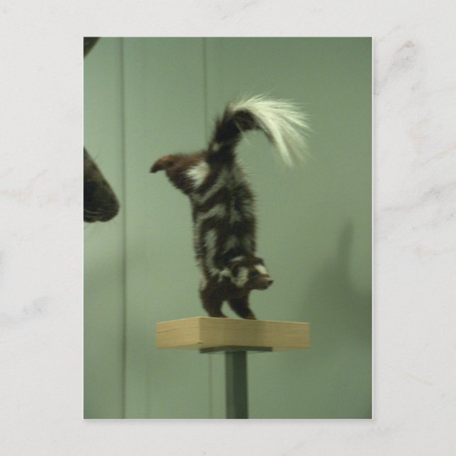 Spotted skunk; museum exhibit postcard (Front)