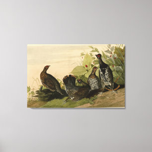 Spotted (Spruce) Grouse Audubon's Birds of America Canvas Print