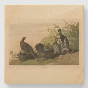 Spotted (Spruce) Grouse Audubon's Birds of America Stone Coaster