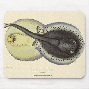 Spotted Stingrays, Vintage Marine Ocean Animals Mouse Pad