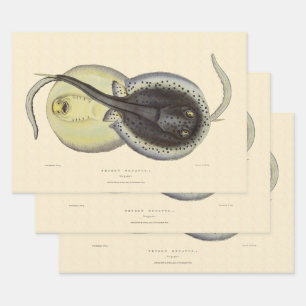 Spotted Stingrays, Vintage Marine Ocean Animals Wrapping Paper Sheet