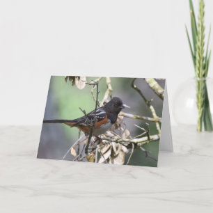Spotted Towhee Card