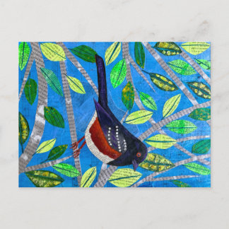 Spotted Towhee Postcard