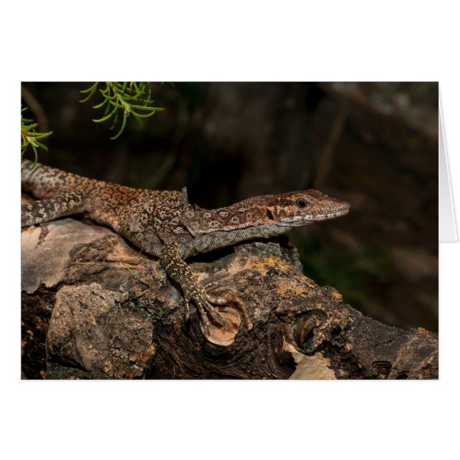 Spotted Tree Monitor (Front Horizontal)