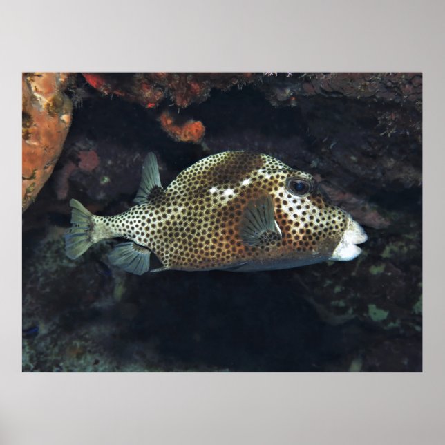Spotted Trunkfish Poster (Front)