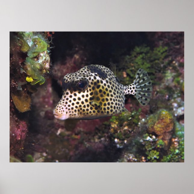 Spotted Trunkfish Poster (Front)