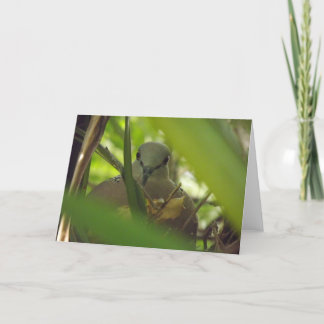 Spotted Turtle Dove Greeting Card