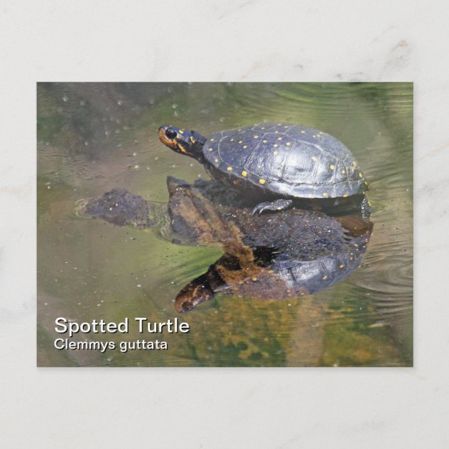 Spotted Turtle Postcard (Front)