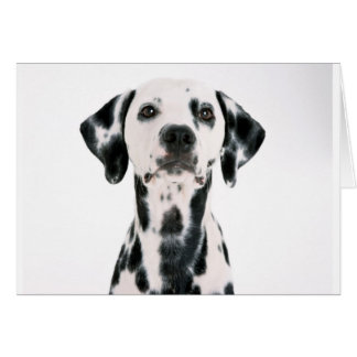 SPOTTY DOG DALMATION