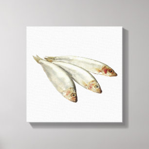 Sprats Canvas Print