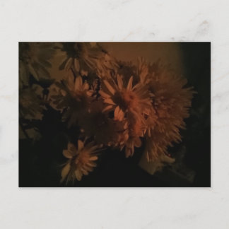 Spray chrysanthemums under dim lighting postcard