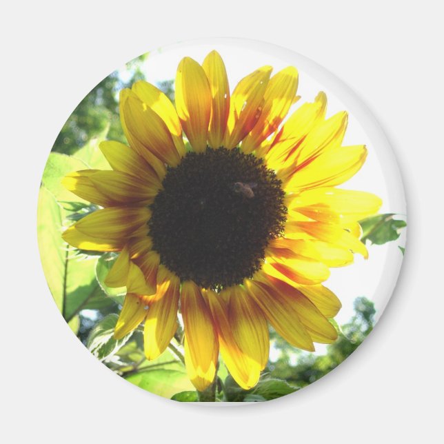 Spread a Little Sunshine!! Magnet (Front)