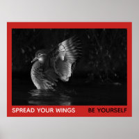 Spread Your Wings Be Yourself Mandarin Duck Photo