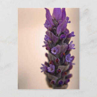 Sprig of Lavender Postcard