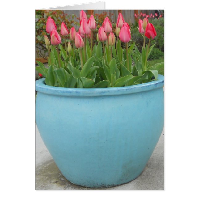 Spring (Front)