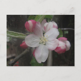 Spring 2009 029 postcard