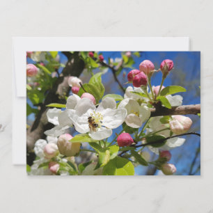 Spring. A bee sits in a white apple flower. Holiday Card