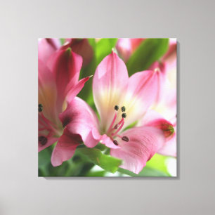 Spring Alstro Stretched Canvas Print