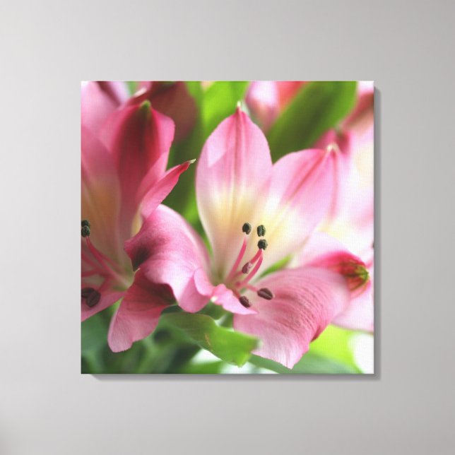 Spring Alstro Stretched Canvas Print (Front)