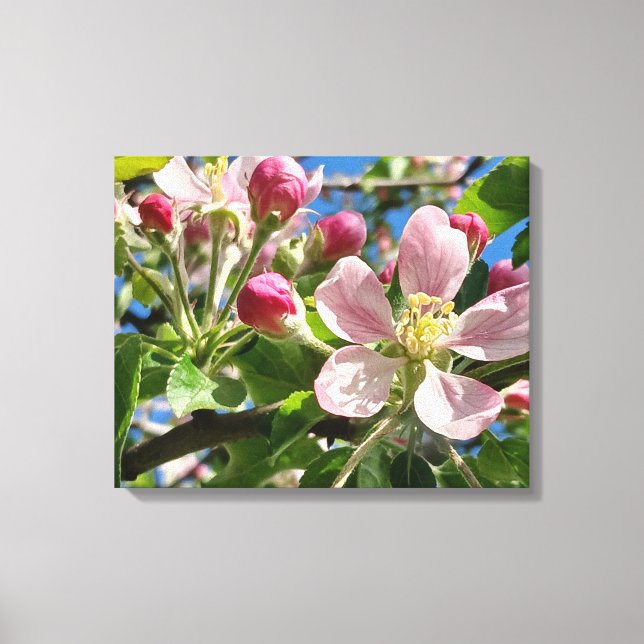 Spring Apple Blossoms Canvas Print (Front)