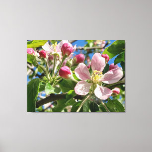 Spring Apple Blossoms Canvas Print