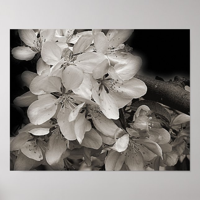 Spring Apple Flower Blossoms In Black And White Poster (Front)