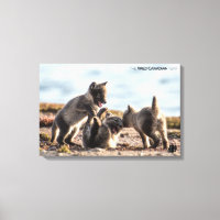 Spring - Arctic Fox
