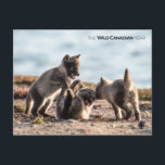 Spring - Arctic Fox Postcard<br><div class="desc">Photo by: Darren West. Arctic fox pups play together. Location: Karrak Lake,  Nunavut

From the creators of the acclaimed series WILD CANADA,  comes a new five-part legacy series,  which will view Canada’s extraordinary wildlife through the lens of its four distinct seasons. For more information please visit: www.cbc.ca/wildcanadianyear</div>