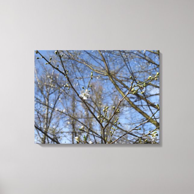 Spring awakening canvas print (Front)