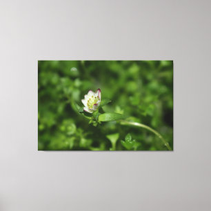 Spring awakening , just a little bloom canvas print