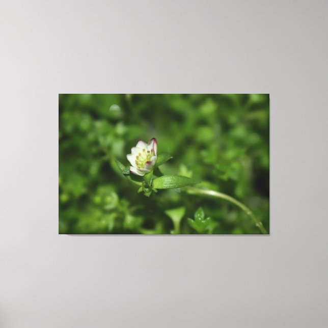 Spring awakening , just a little bloom canvas print (Front)
