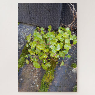 Spring awakening , little flower with raindrops jigsaw puzzle
