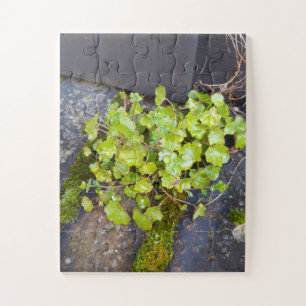 Spring awakening , little flower with raindrops jigsaw puzzle