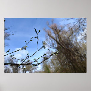 Spring awakening poster