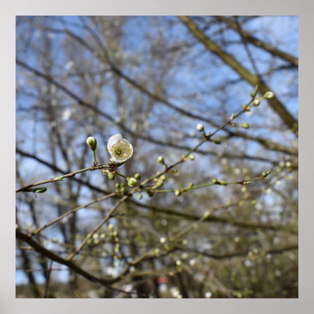 Spring awakening poster (Front)