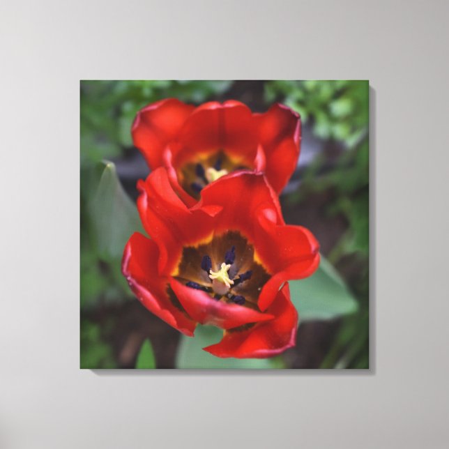 Spring awakening , Tulips Canvas Print (Front)