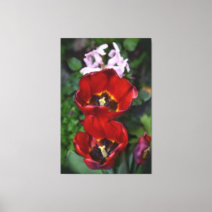 Spring awakening , Tulips Canvas Print