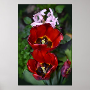 Spring awakening, Tulips Poster