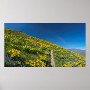 Spring Balsam Superbloom Poster