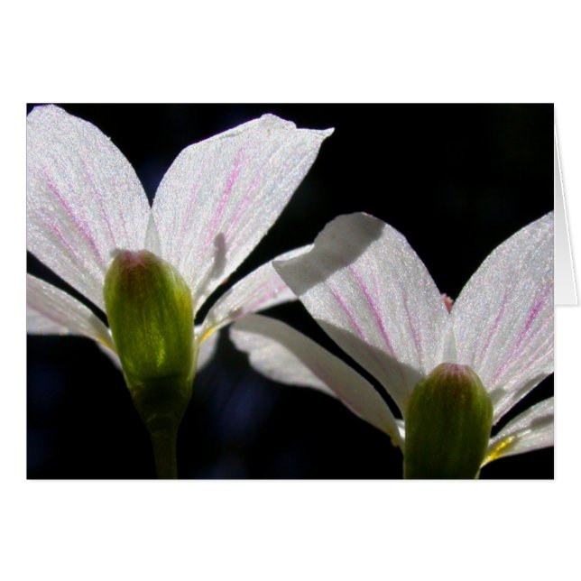 Spring Beauties: There is a flower . . . (Front Horizontal)