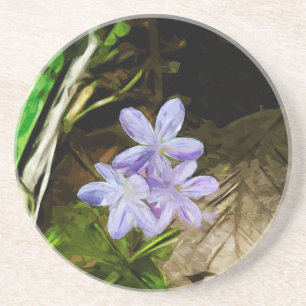 Spring Beauty a Purple Wildflower Abstract Coaster