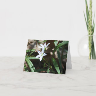 Spring beauty (Claytonia virginica) card